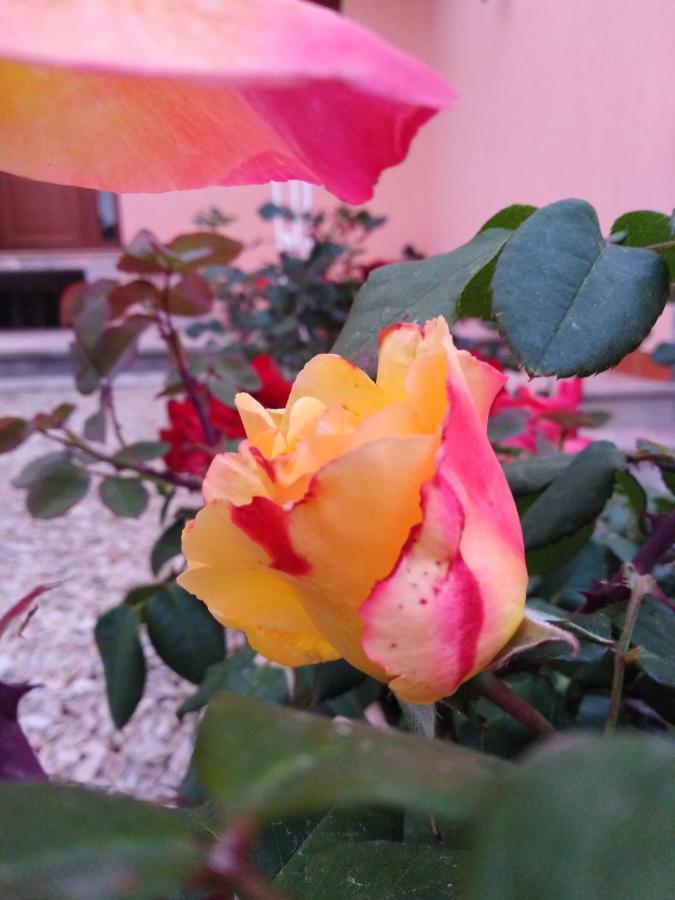 The Roses Garden Bed & Breakfast La Maddalena  Exterior foto